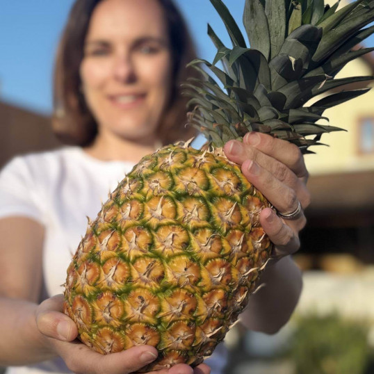 Lyofilizovaný ananas