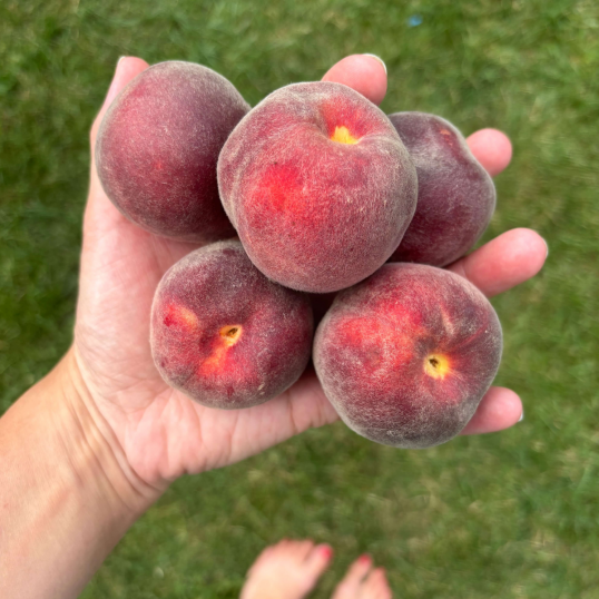 Lyofilizované broskve